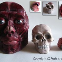 anatomical_nesting_doll_ruth_israel