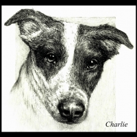 charlie-ruth-israel-pet-portrait